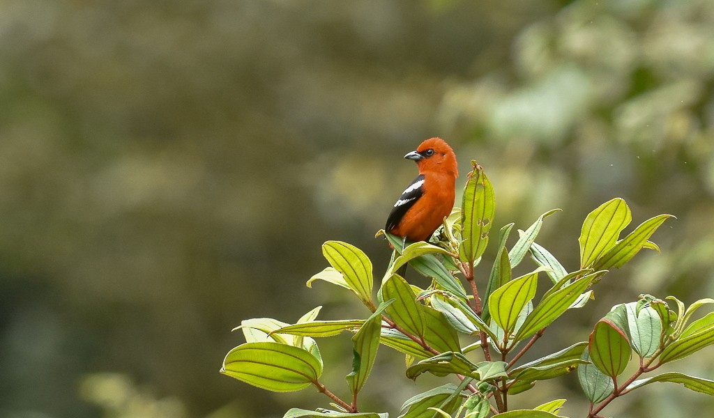 White-winged Tanager - ML116627471