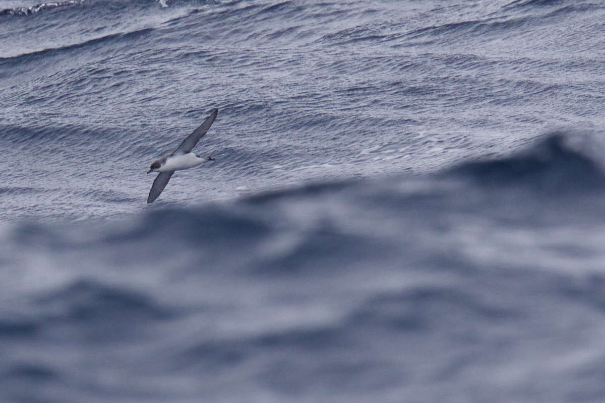 Subantarctic Shearwater - ML116628031