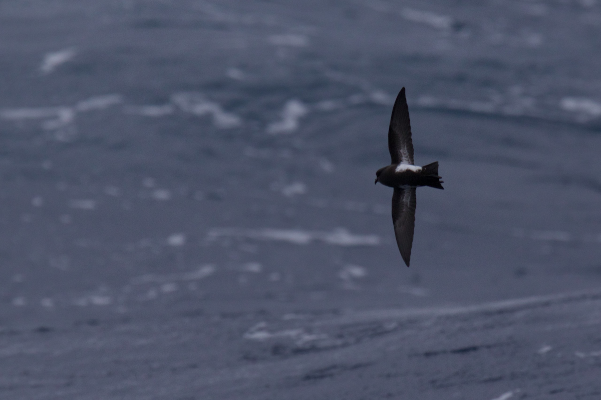 Black-bellied Storm-Petrel - ML116628631