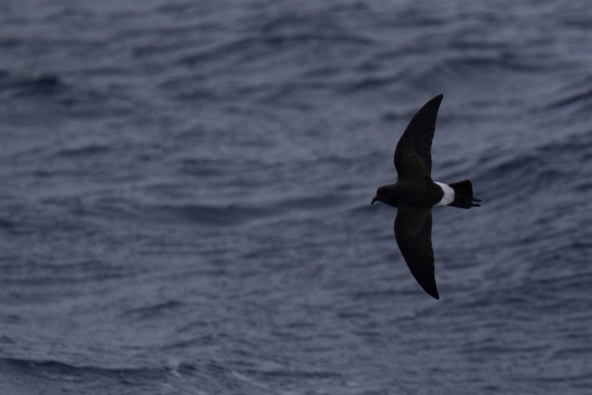 Black-bellied Storm-Petrel - ML116628681