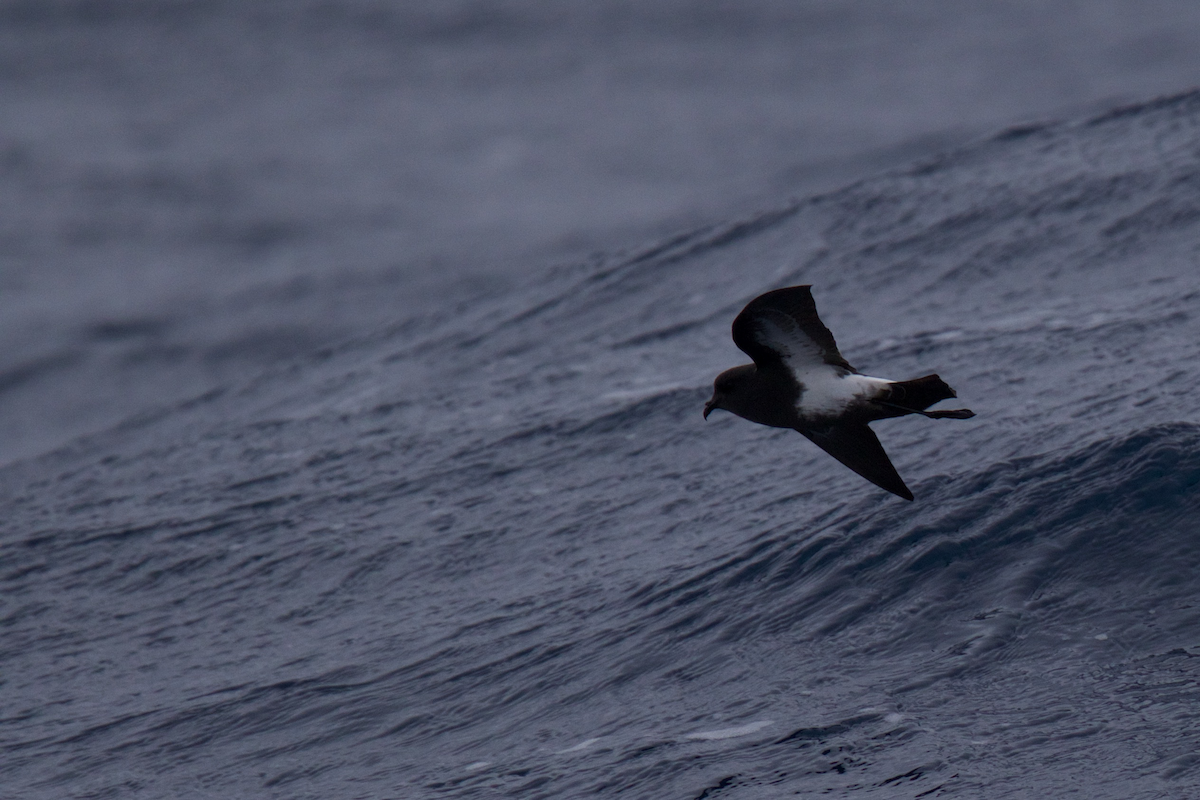 Black-bellied Storm-Petrel - ML116628701