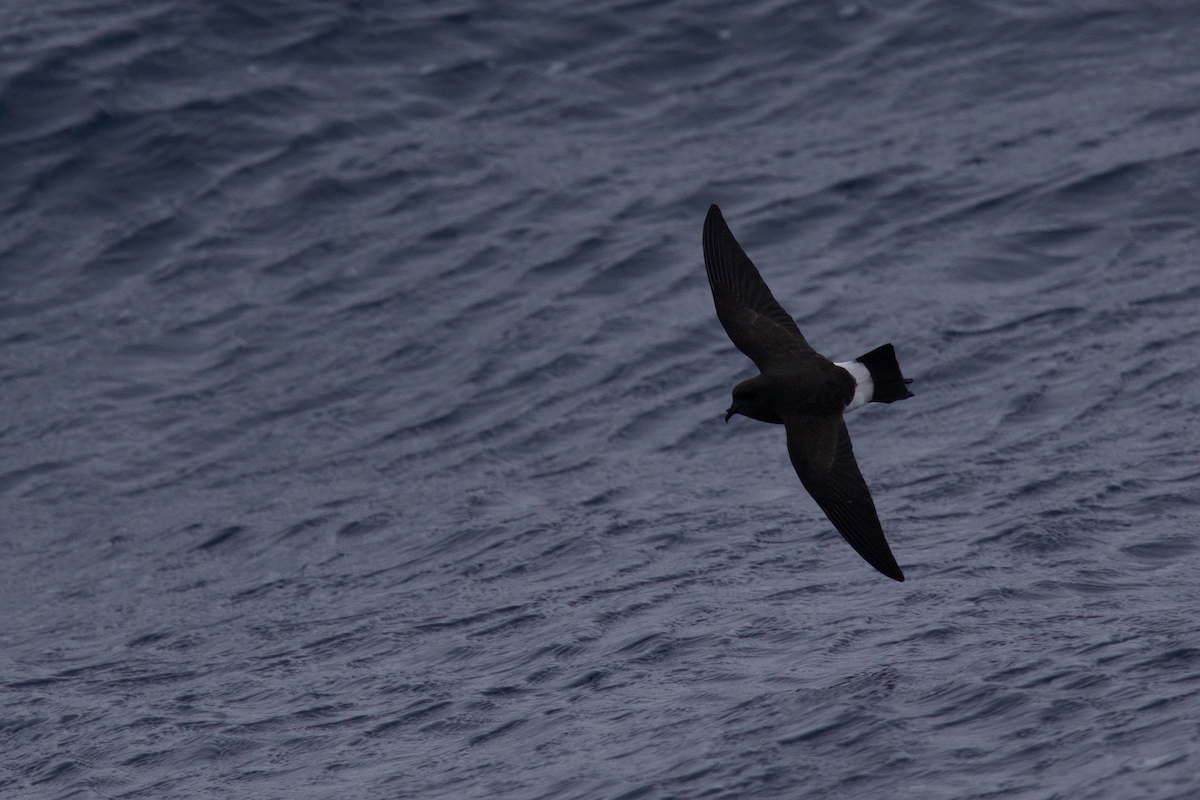 Black-bellied Storm-Petrel - ML116628711