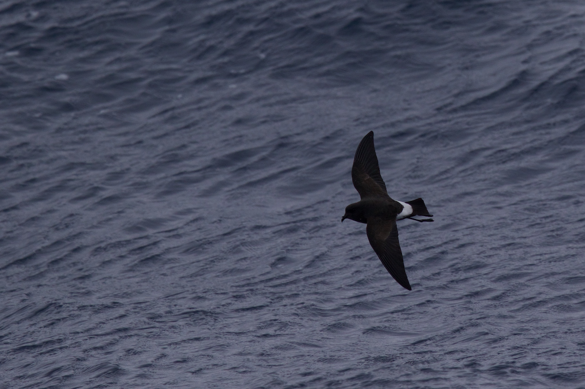 Black-bellied Storm-Petrel - ML116628731