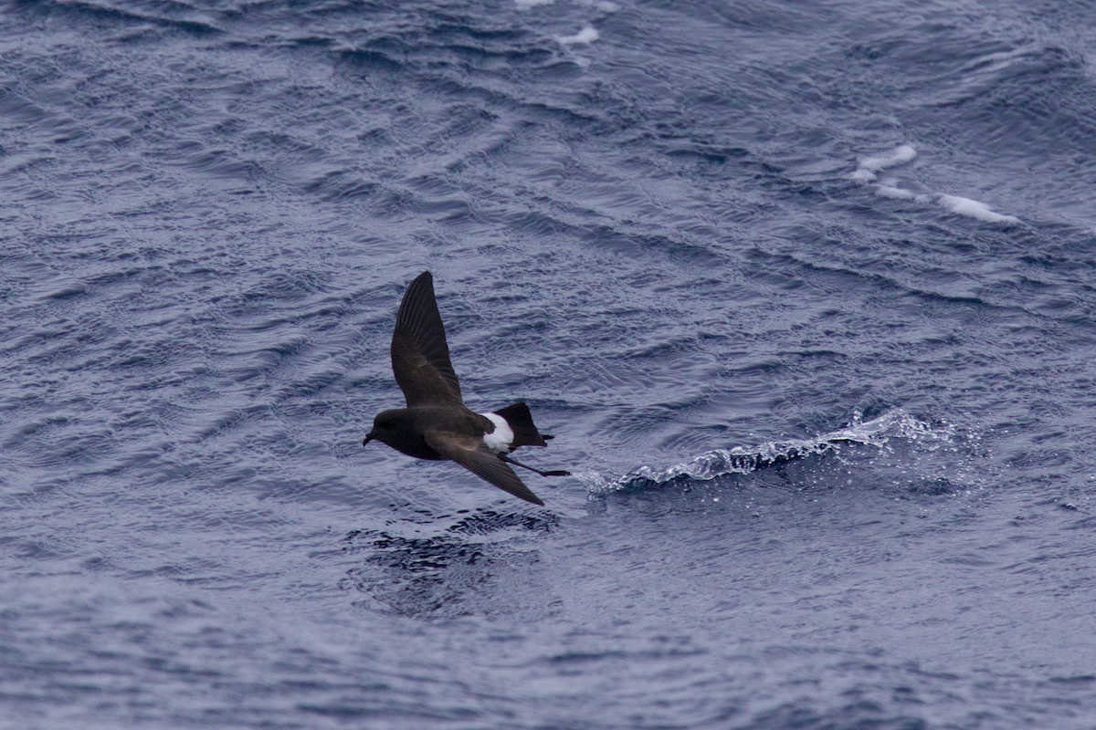 Black-bellied Storm-Petrel - ML116628761