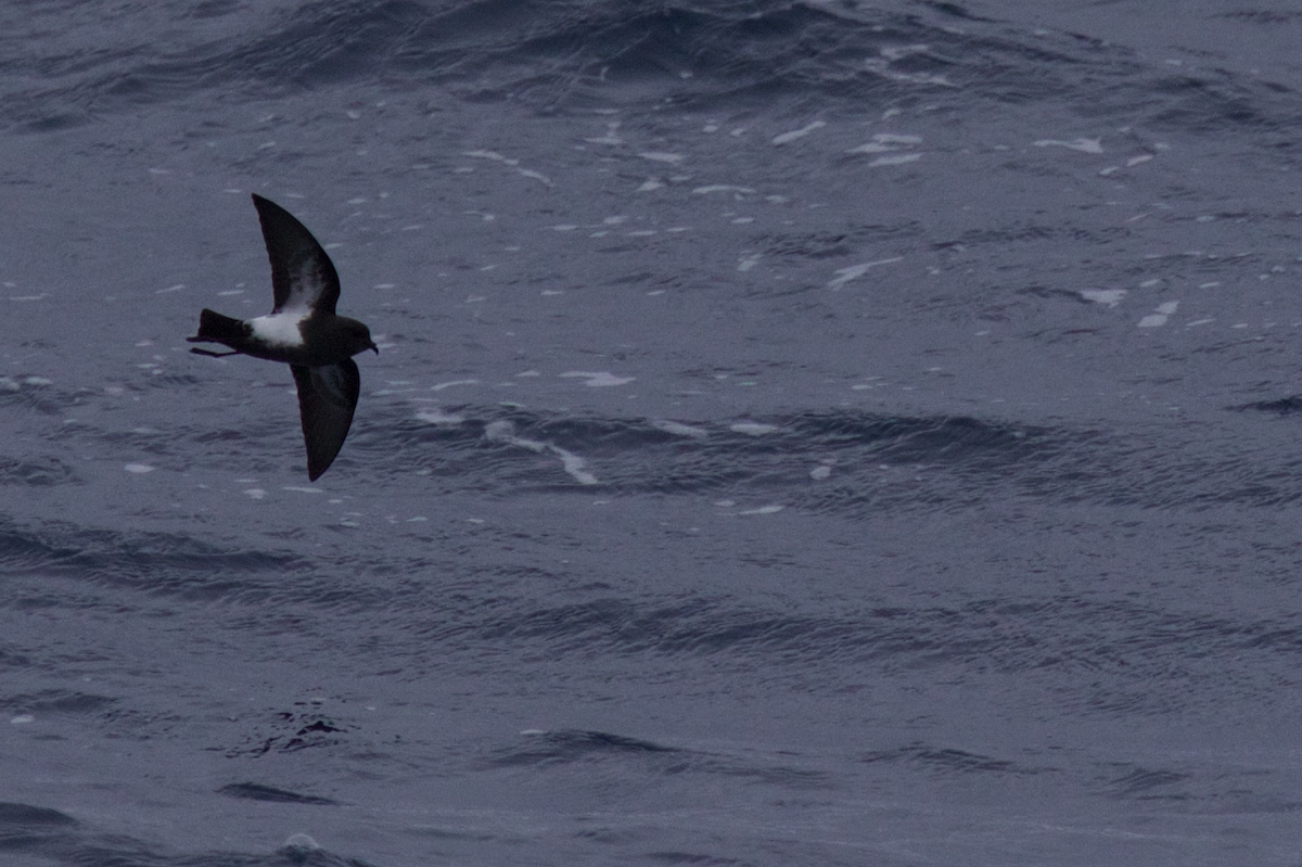 Black-bellied Storm-Petrel - ML116628771