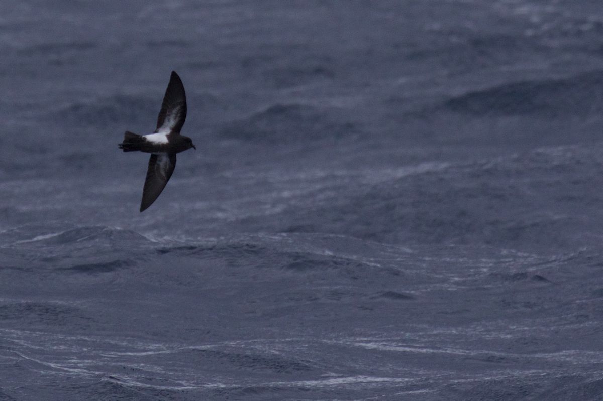 Black-bellied Storm-Petrel - ML116628791