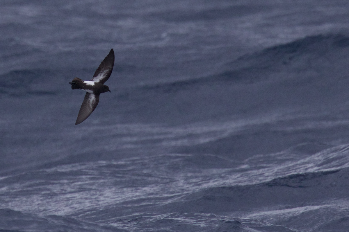 Black-bellied Storm-Petrel - ML116628871