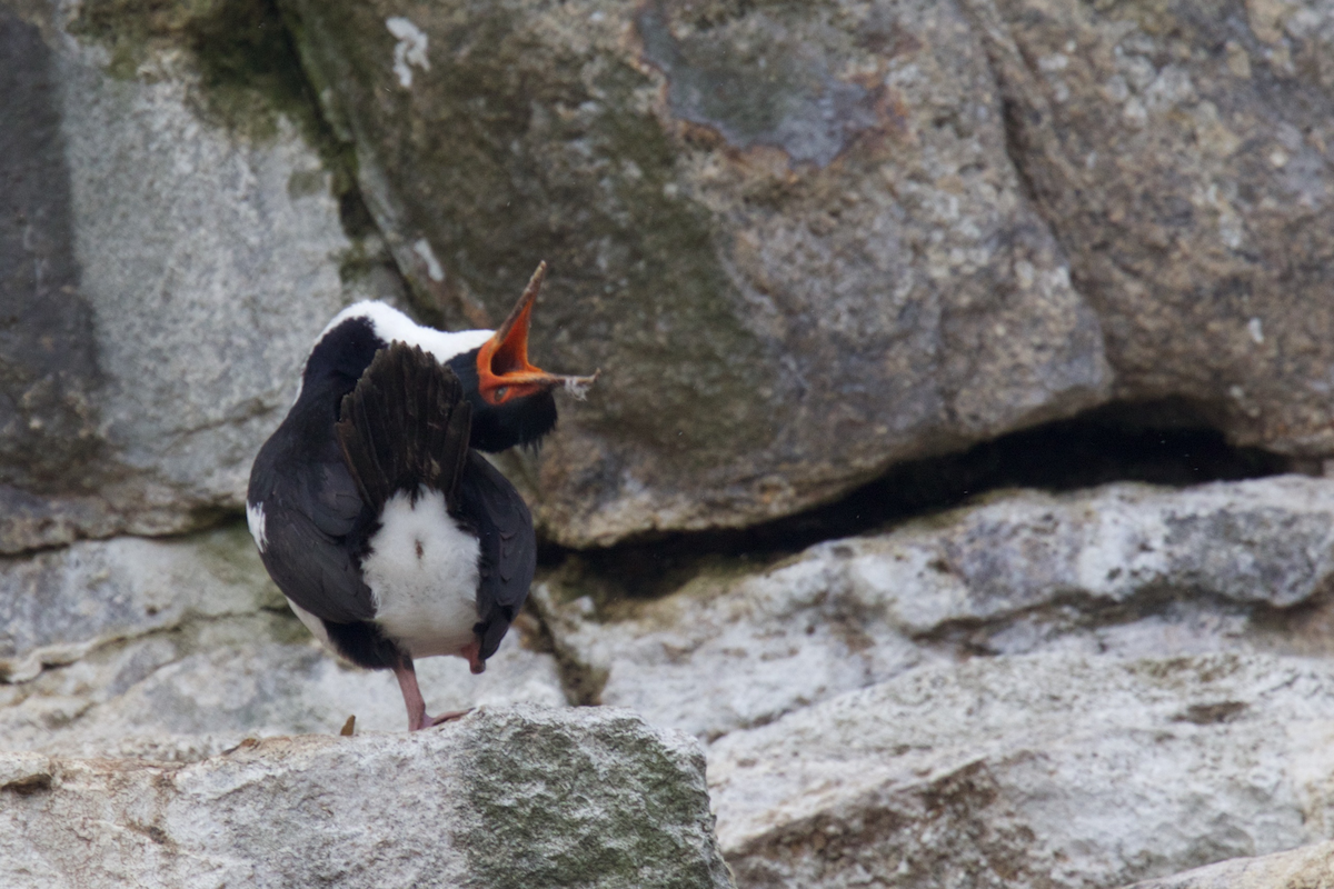 Cormorán de las Bounty - ML116629231