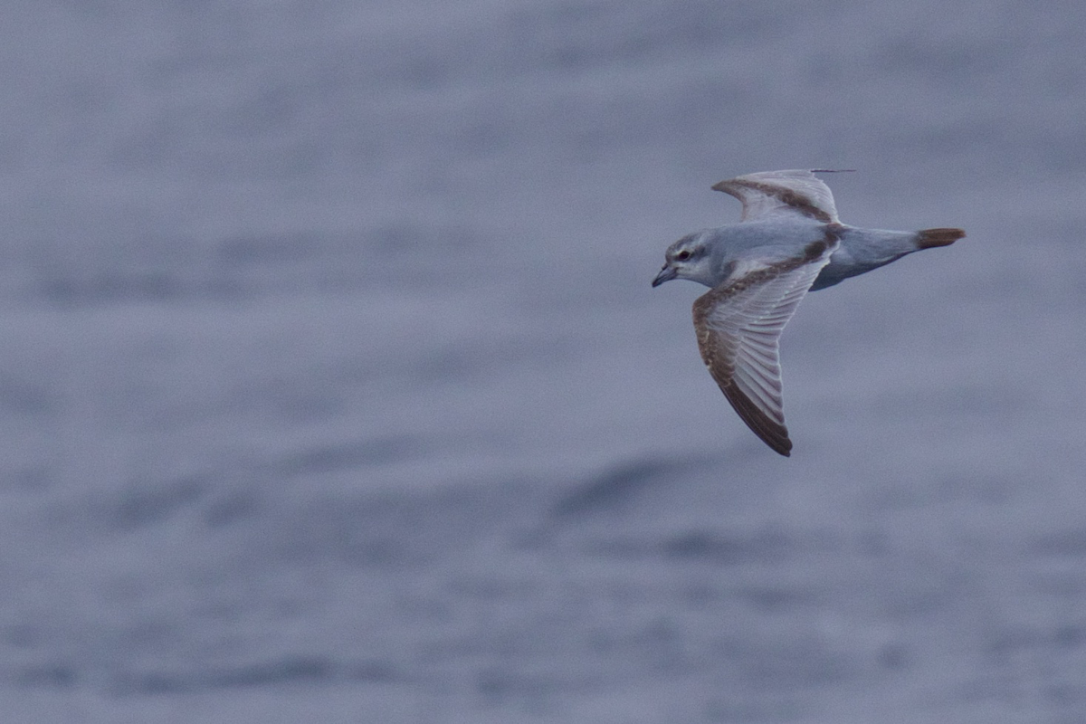 Fulmar Prion - Robert Tizard