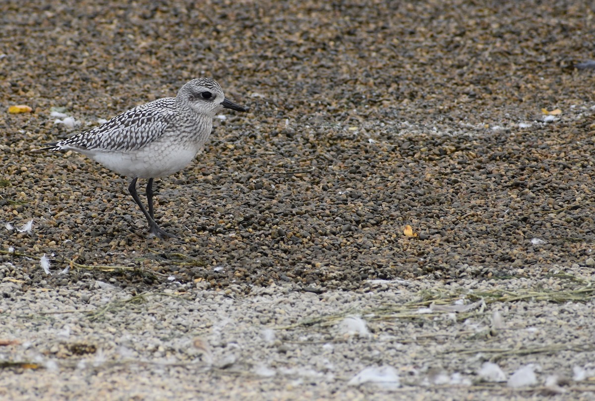 Black-bellied Plover - Brandyn Kerscher