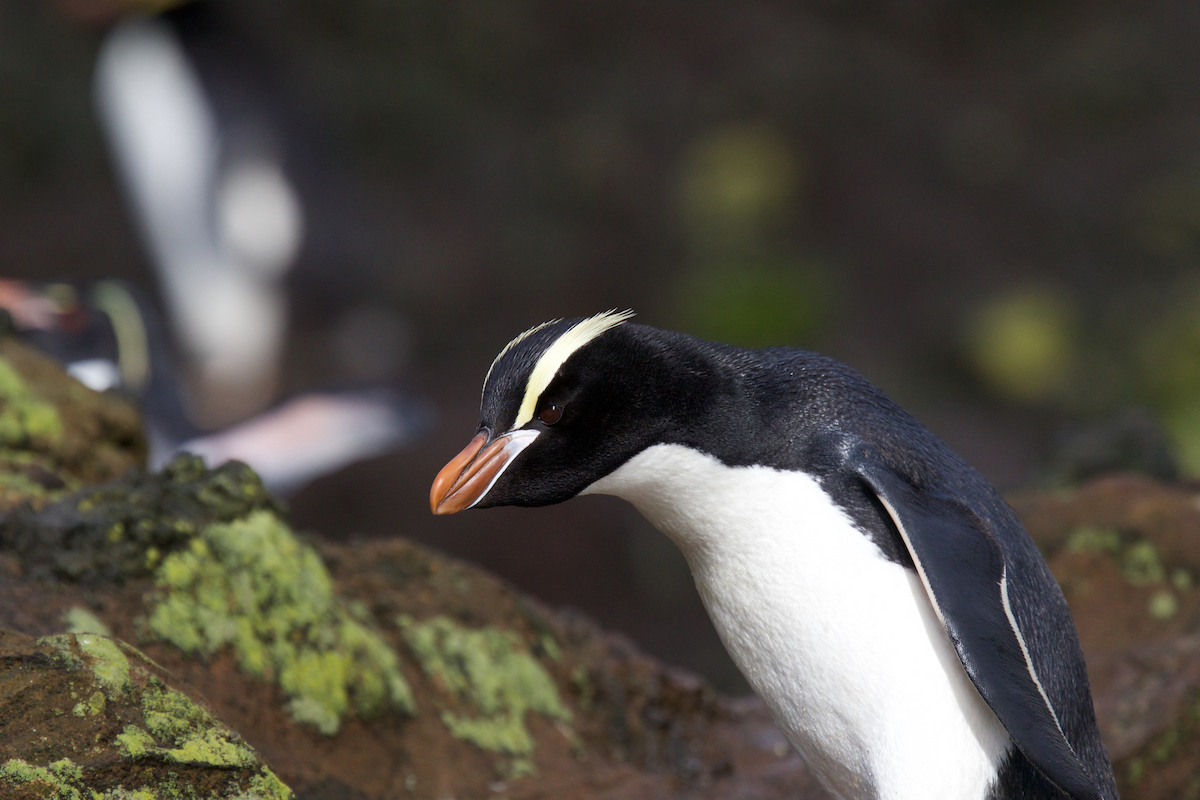 Erect-crested Penguin - Robert Tizard