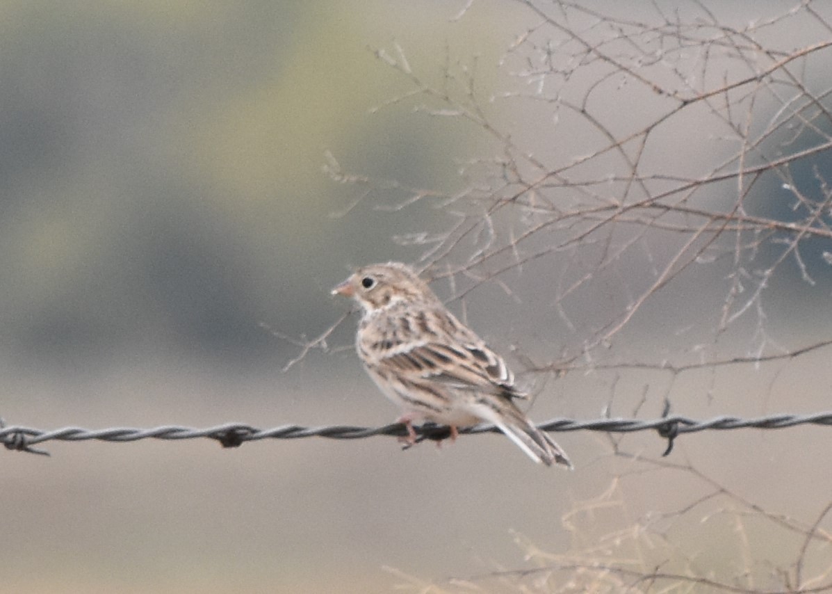 Vesper Sparrow - ML116634801