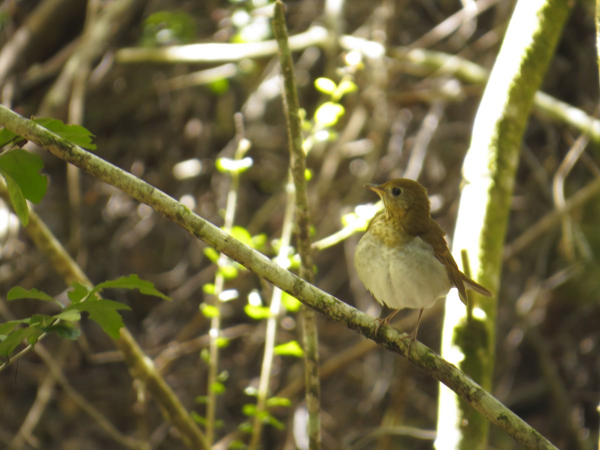 Veery - ML116635011
