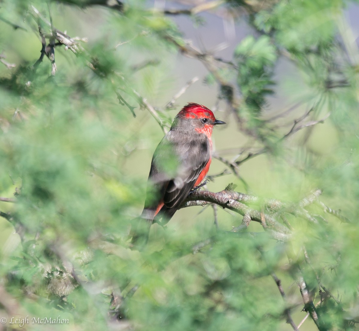 Vermilion Flycatcher - ML116635061