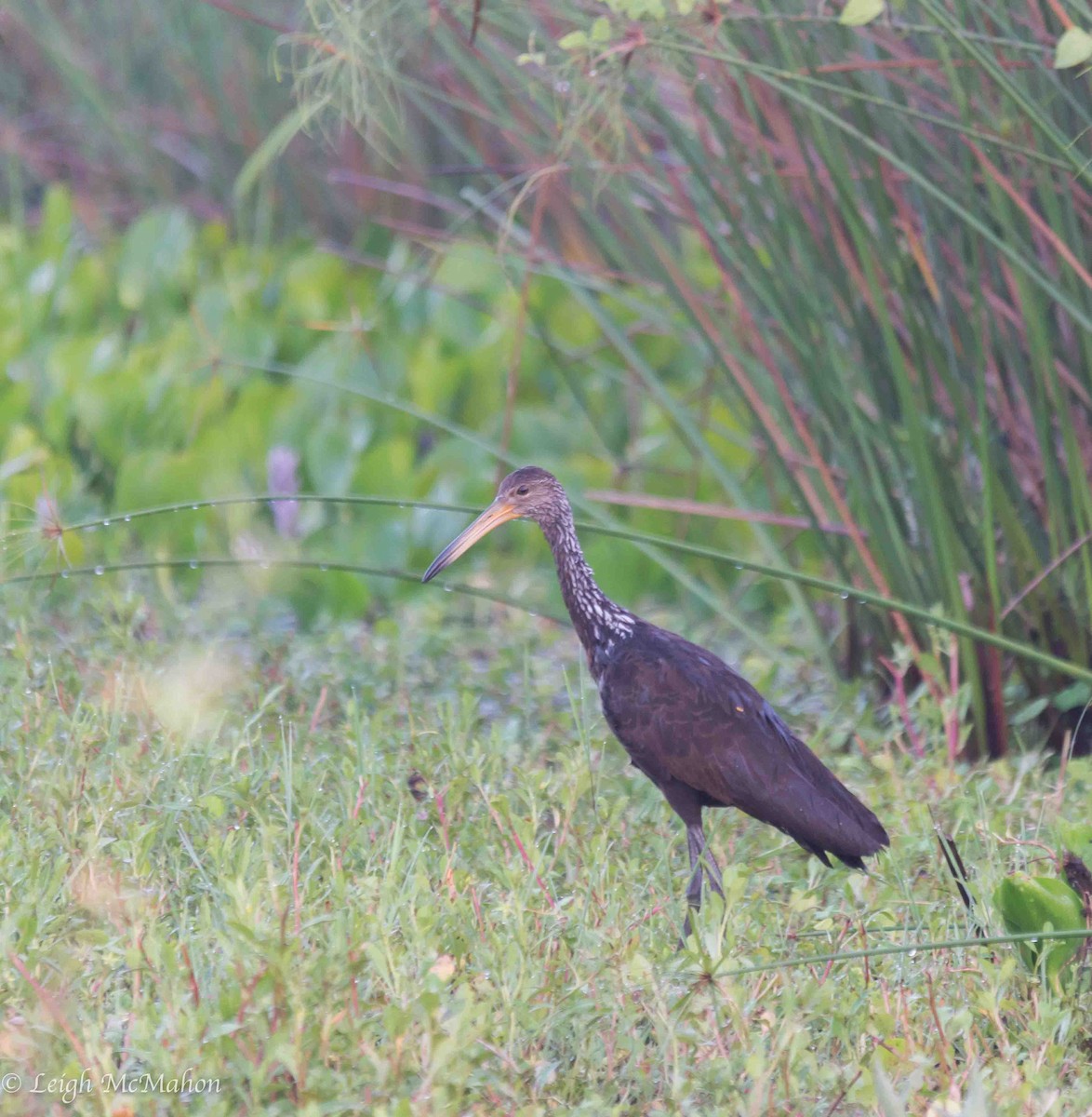 Limpkin - ML116635501