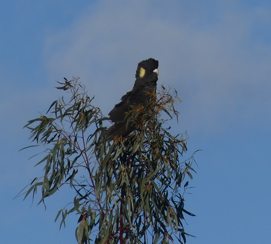 Yellow-tailed Black-Cockatoo - ML116636461