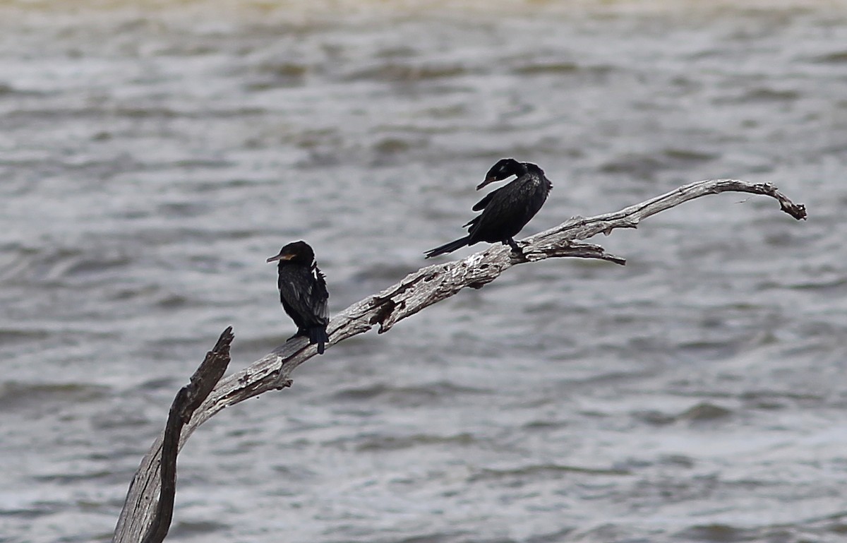 Neotropic Cormorant - Ben Sandstrom