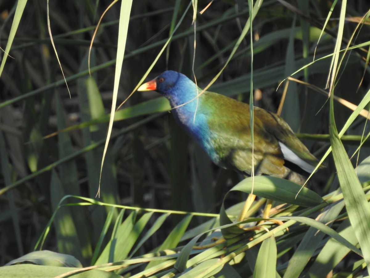 Purple Gallinule - ML116640881