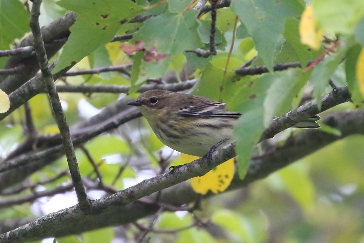Yellow-rumped Warbler - Seth Beaudreault