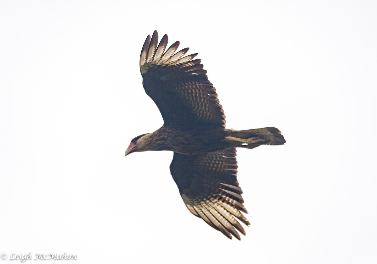 Crested Caracara (Southern) - ML116641761