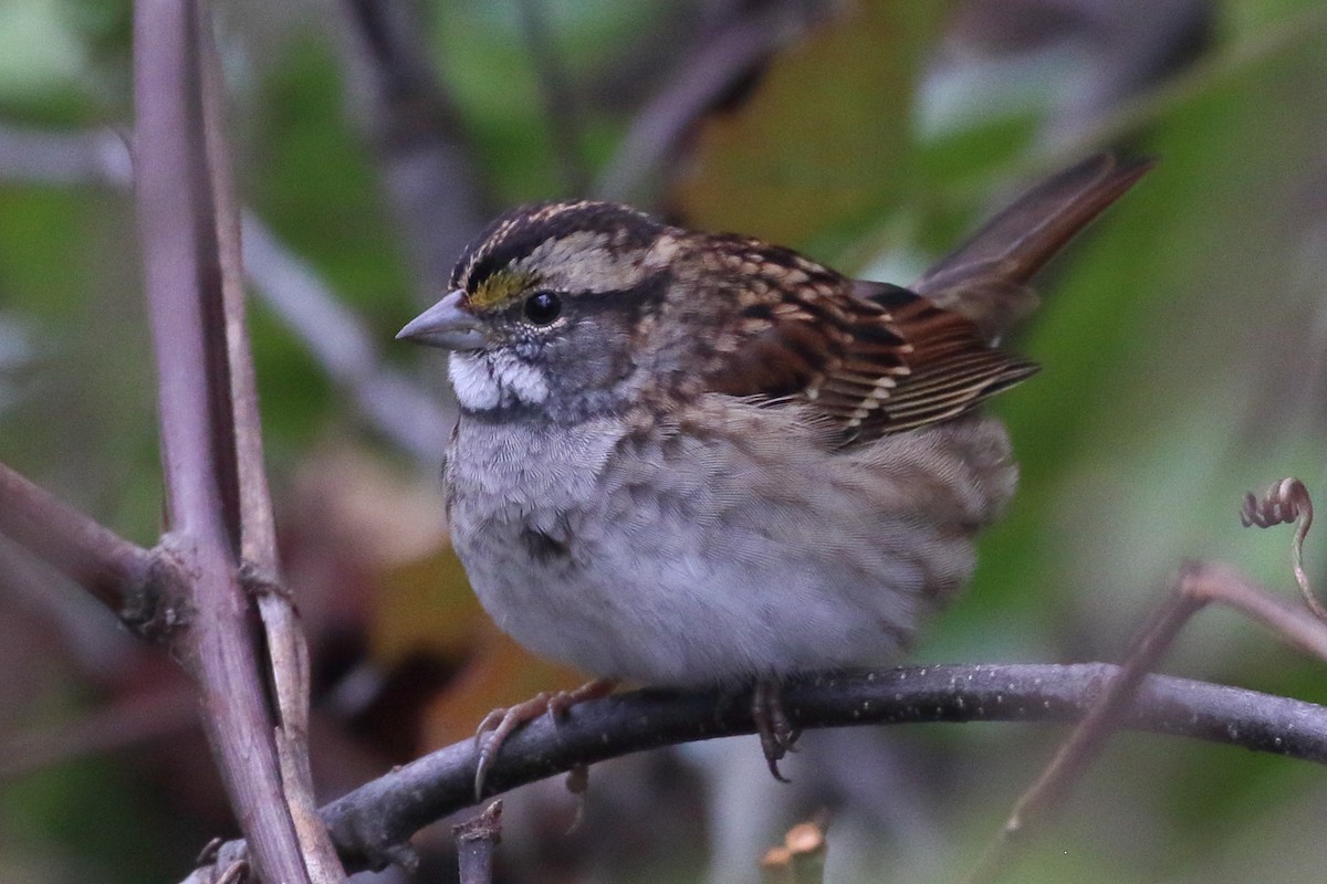 White-throated Sparrow - Seth Beaudreault