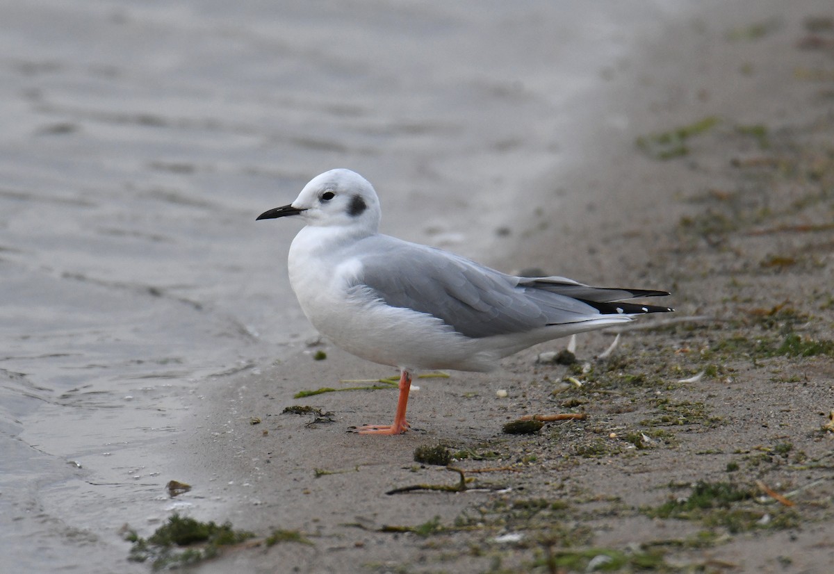 Bonaparte's Gull - HEMANT KISHAN