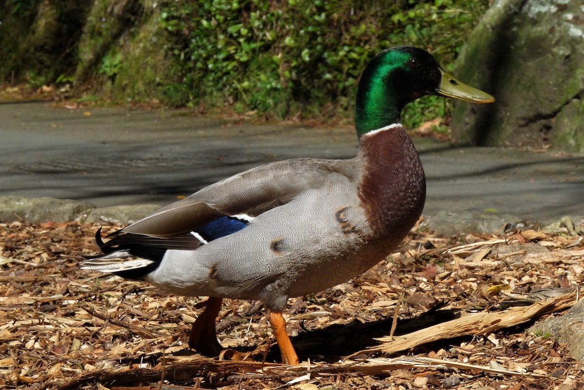 Mallard - ML116645371