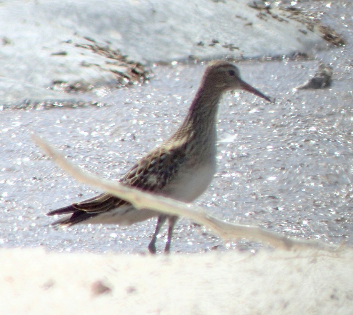 Pectoral Sandpiper - ML116647011