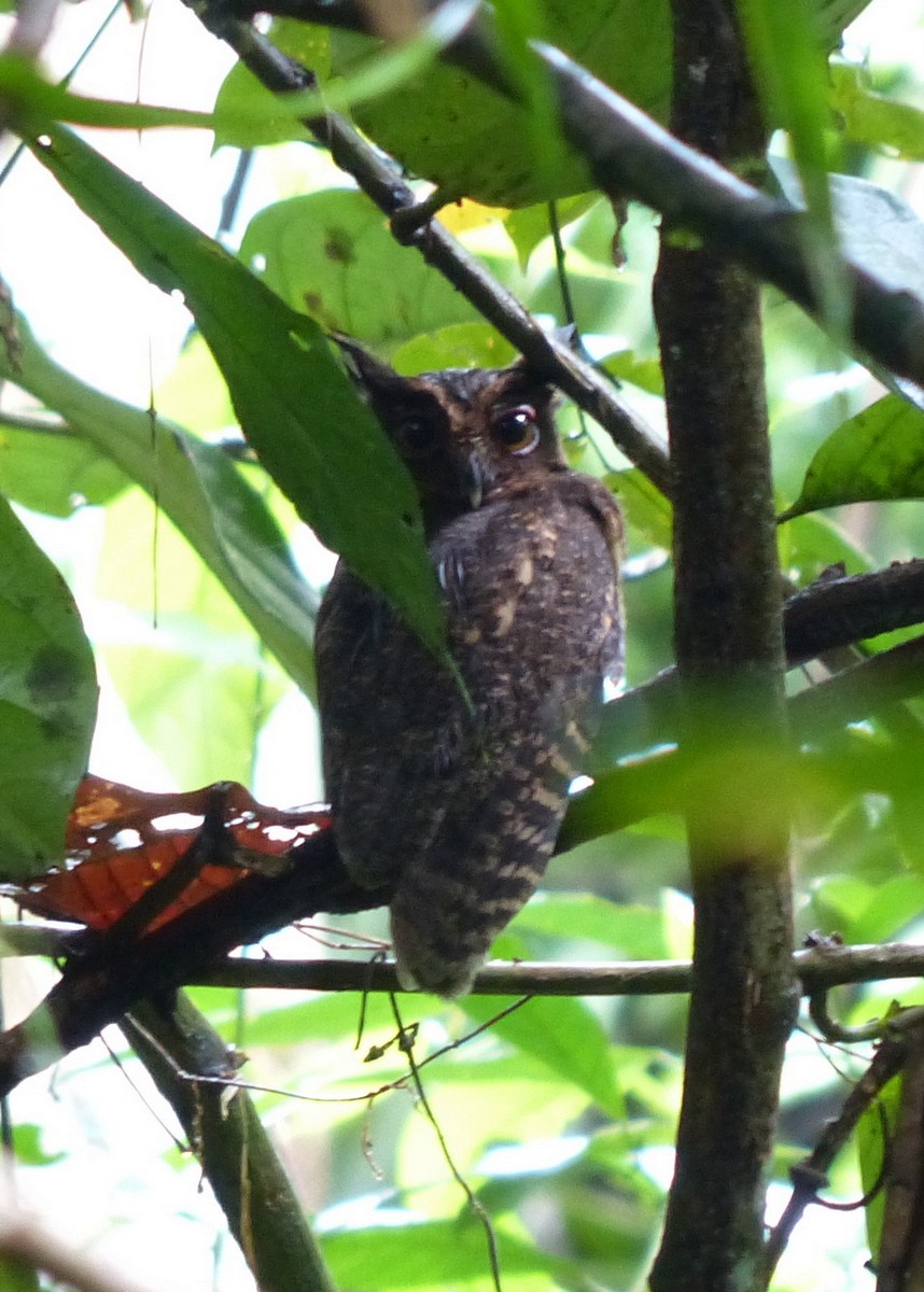 Tawny-bellied Screech-Owl - ML116647121