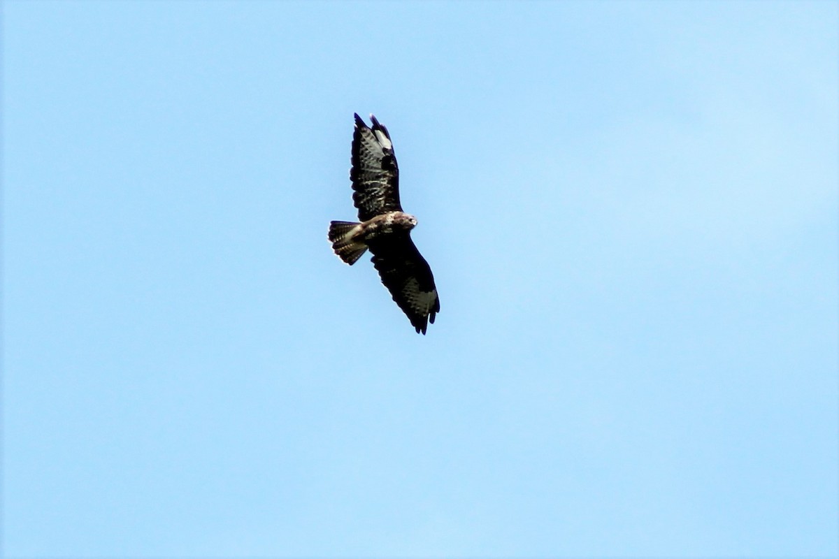 Common Buzzard - ML116647291