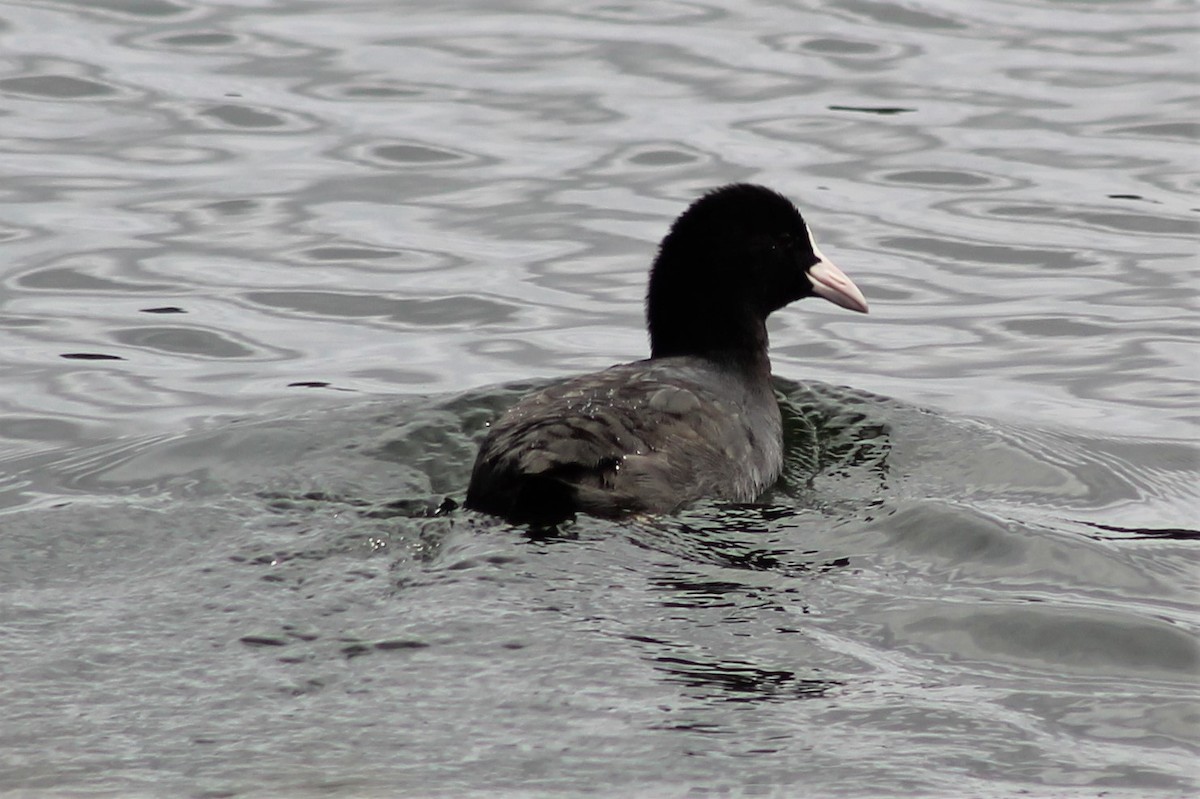 Eurasian Coot - Greg Laverty