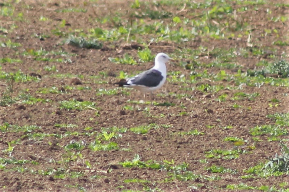 Yellow-legged Gull - ML116648091