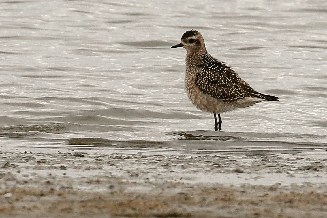 American Golden-Plover - Dan Ellison