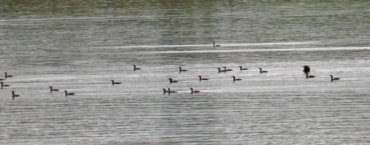 Cormoran à aigrettes - ML116651611