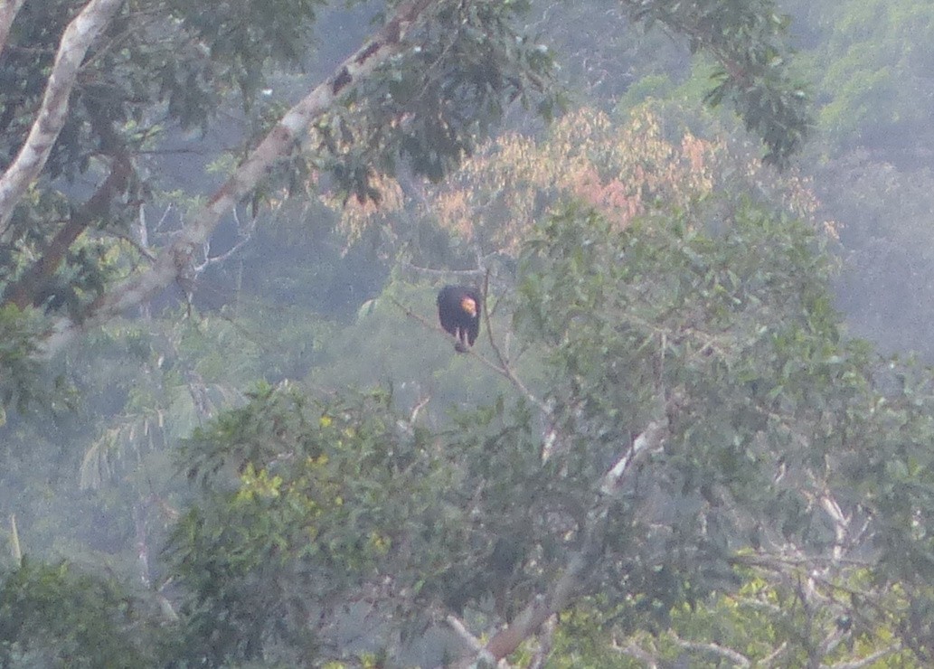 Greater Yellow-headed Vulture - ML116652401