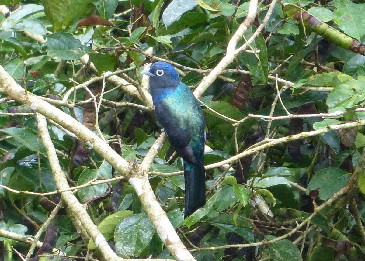 Trogon à queue blanche - ML116652501