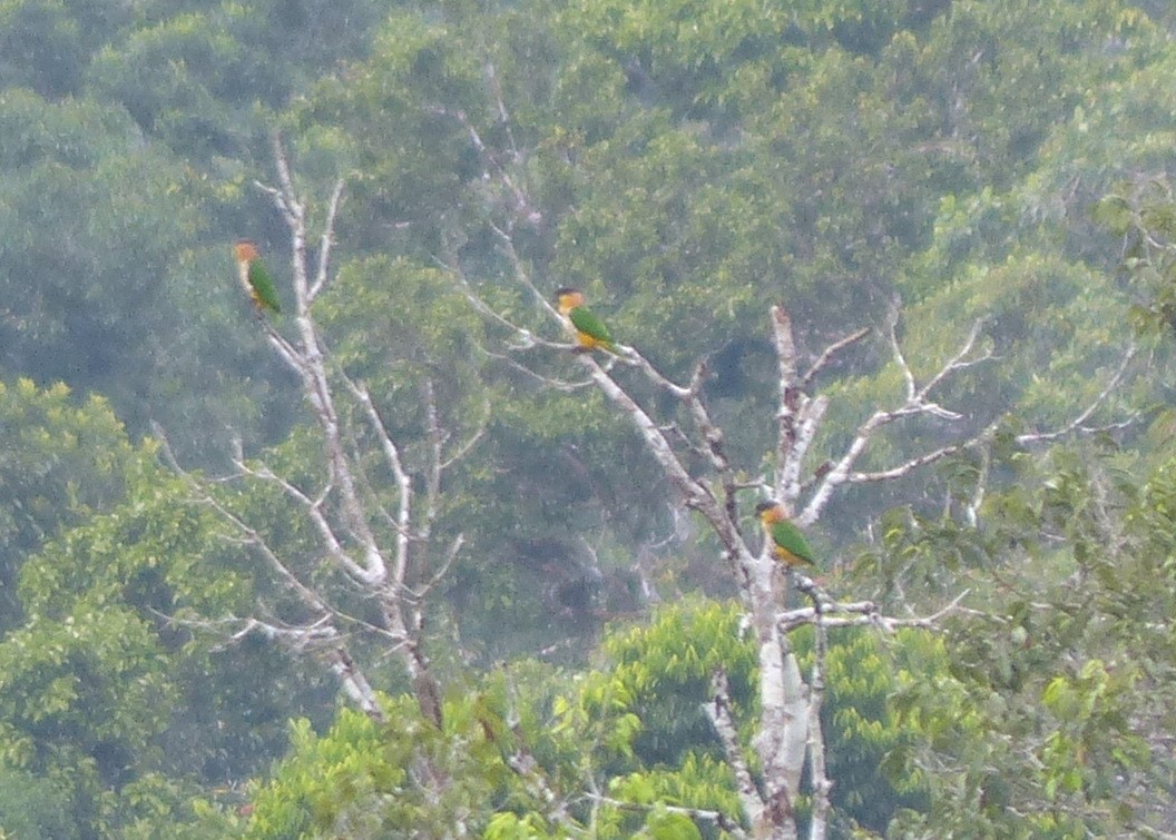 Black-headed Parrot - ML116652661