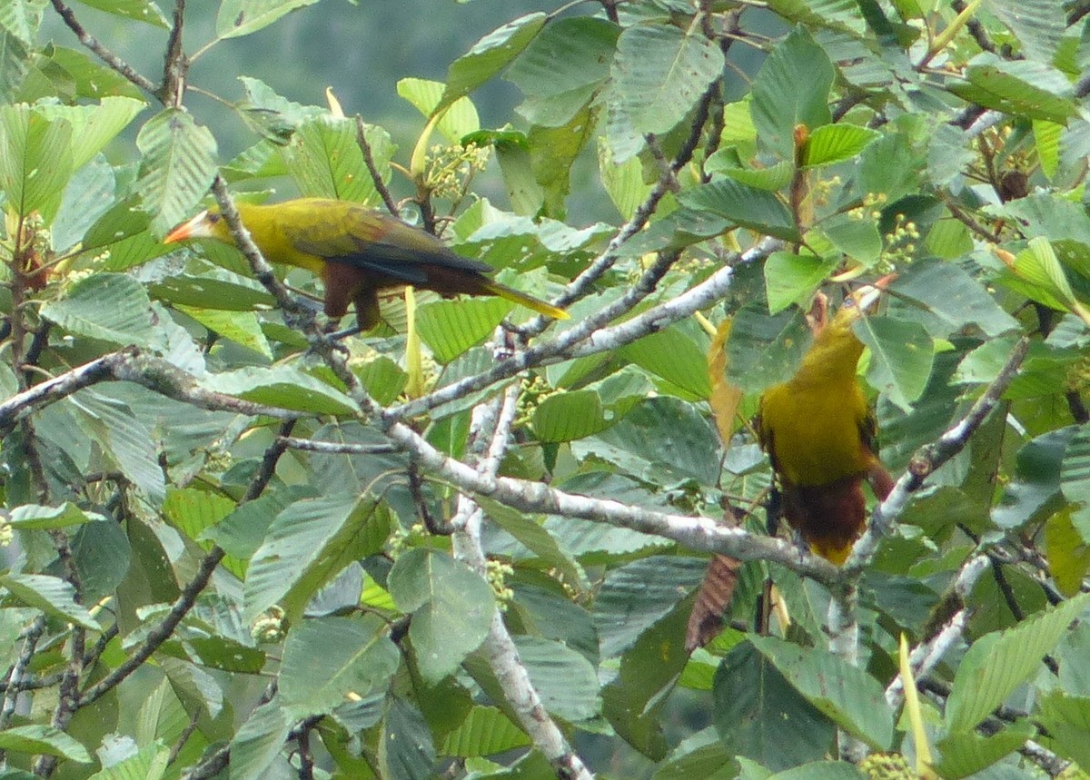 Green Oropendola - ML116652741