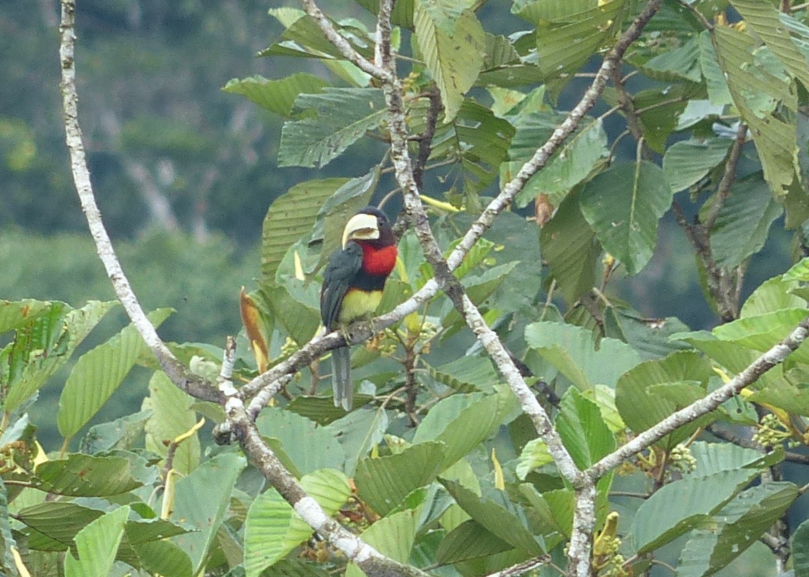 Ivory-billed Aracari - ML116652771