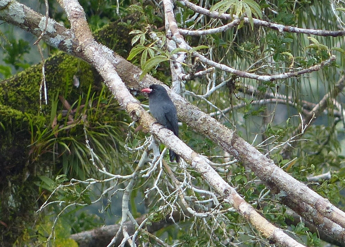 White-fronted Nunbird - Andy Frank