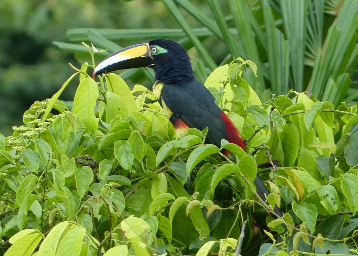 Many-banded Aracari - ML116652901