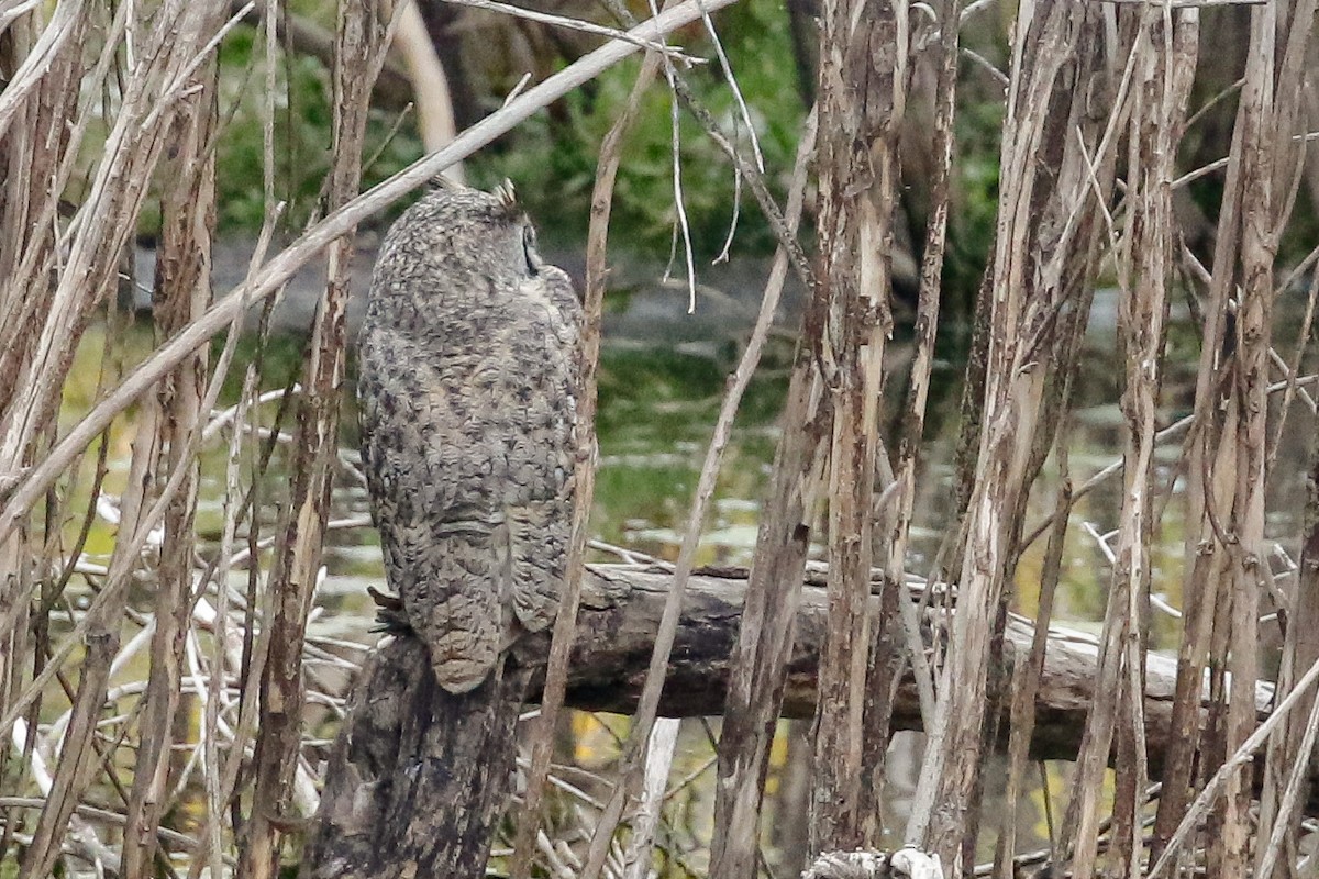 Great Horned Owl - ML116653061