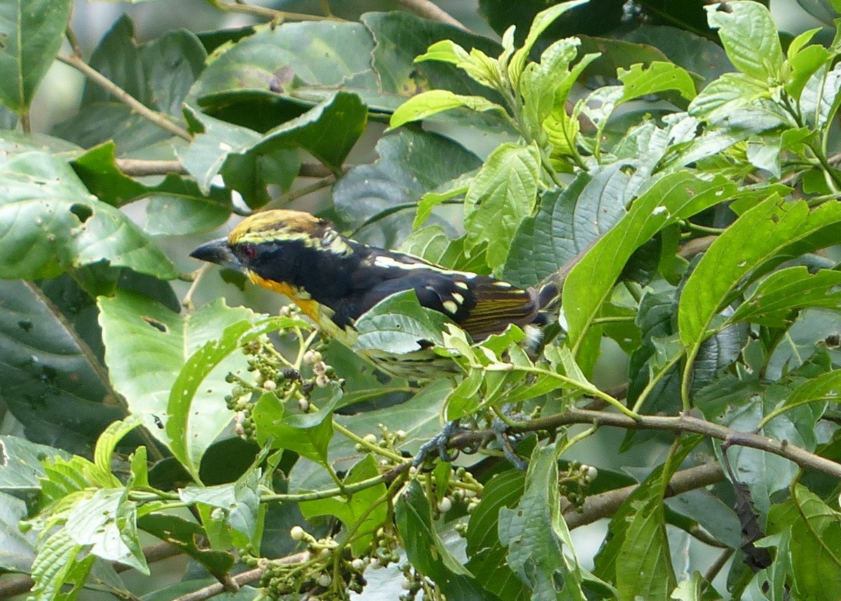 Yaldızlı Barbet - ML116653101