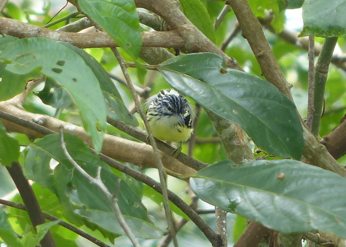 Pygmy Antwren - ML116653211