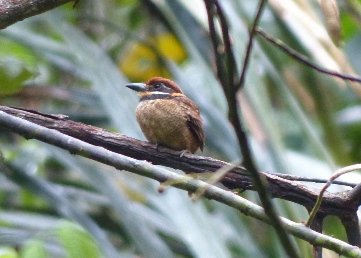 Chestnut-capped Puffbird - ML116653521