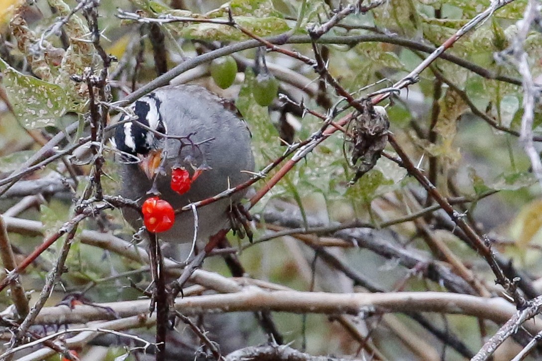 White-crowned Sparrow - ML116653531