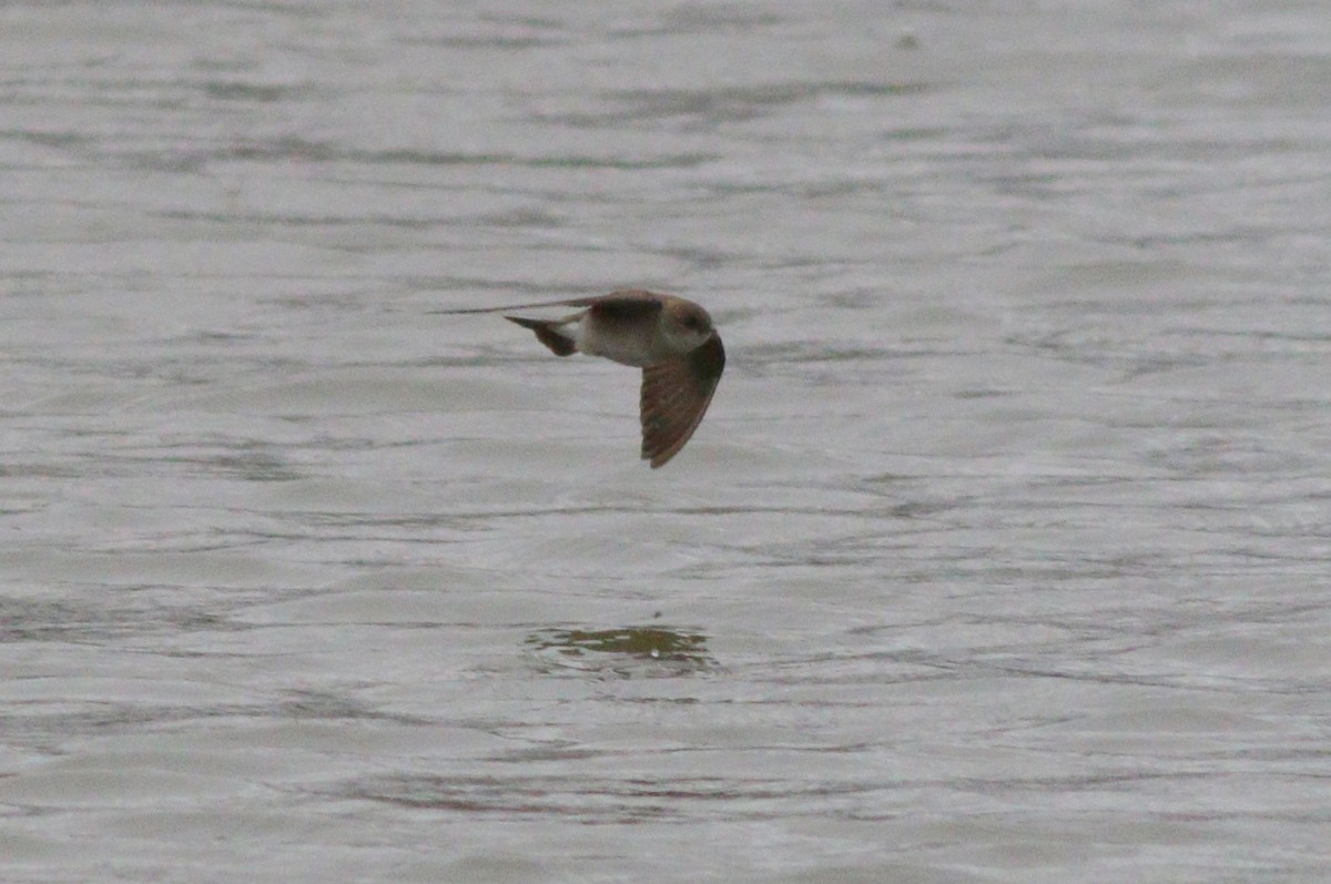 Northern Rough-winged Swallow - ML116653931