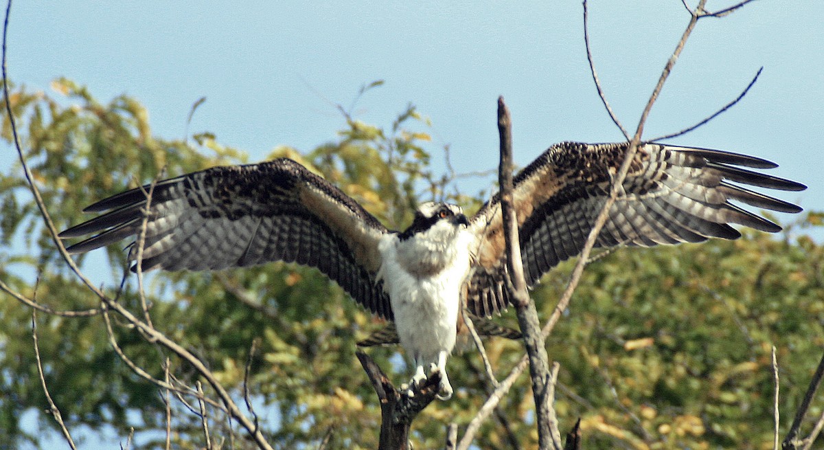 Osprey - ML116655101