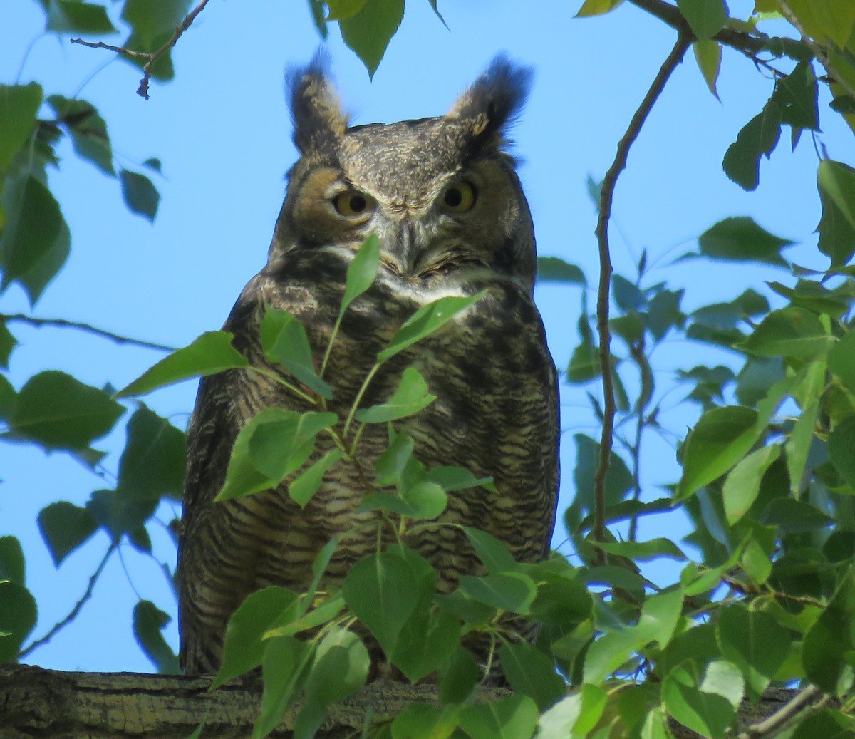 Great Horned Owl - ML116658271