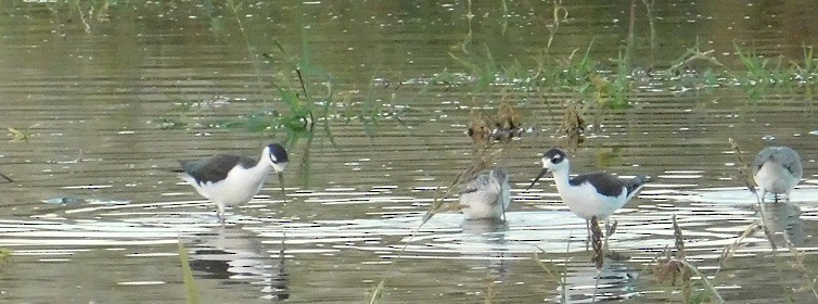 Black-necked Stilt - Mike & MerryLynn  Denny